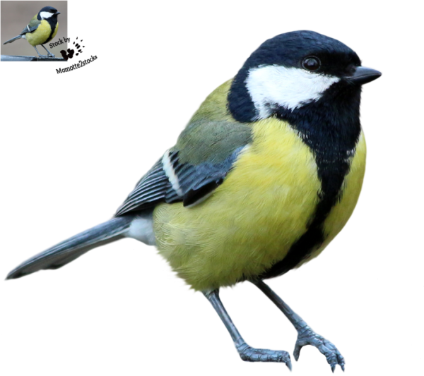 Синица для детей