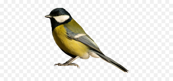 Синица на белом фоне