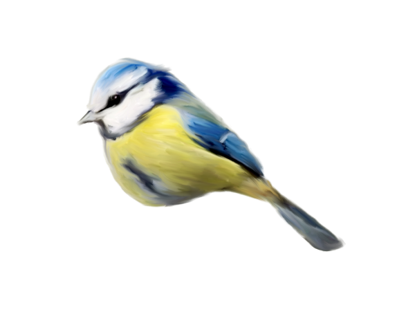 Синичка на белом фоне