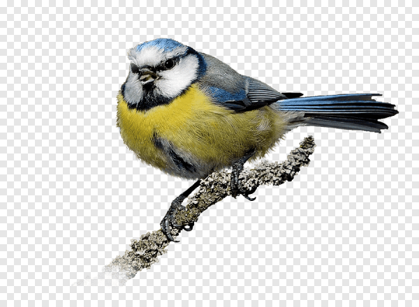 Синичка на белом фоне