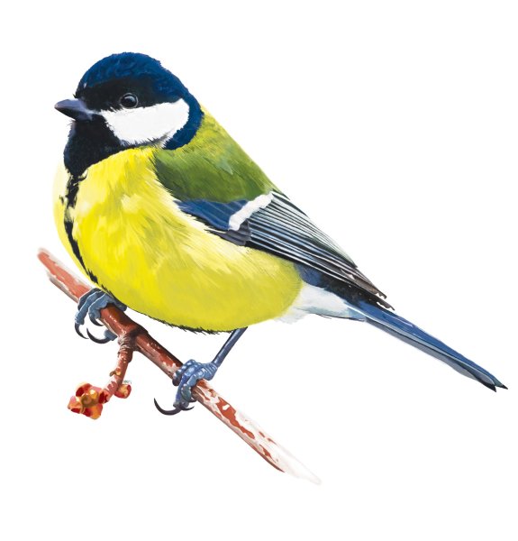 Синица птица на белом фоне