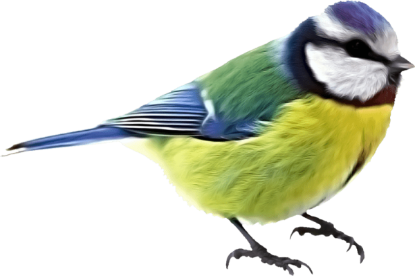 Синичка на белом фоне