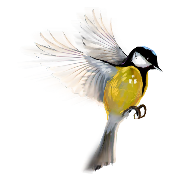 Синица на белом фоне