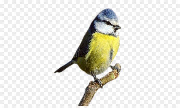 Синица без фона