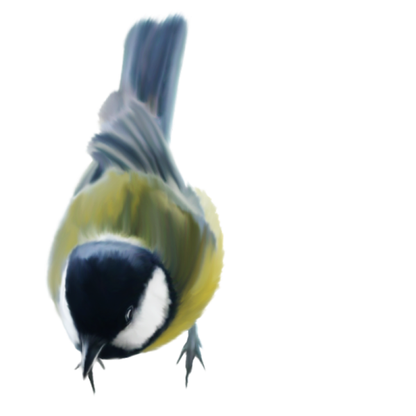 Синитаца на прозрачном фоне