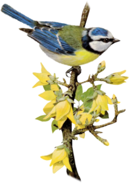 Синичка клипарт на прозрачном фоне