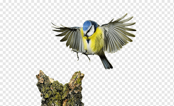 Синица в полете без фона