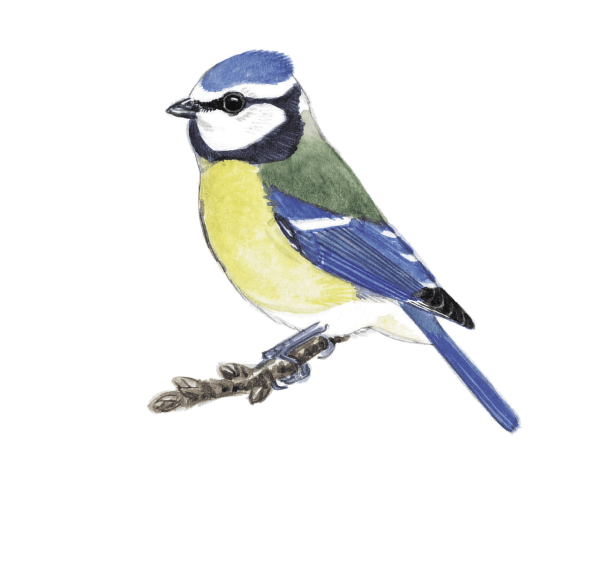 Синица на белом фоне