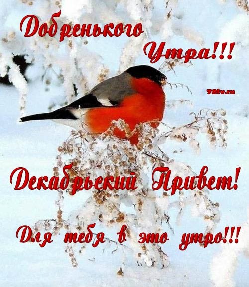 С добрым зимним утром стихи
