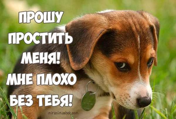 Попросить прощения у любимой