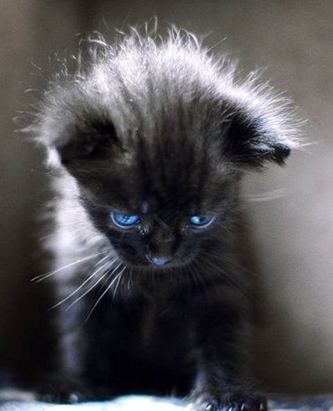 Жду твоего звонка