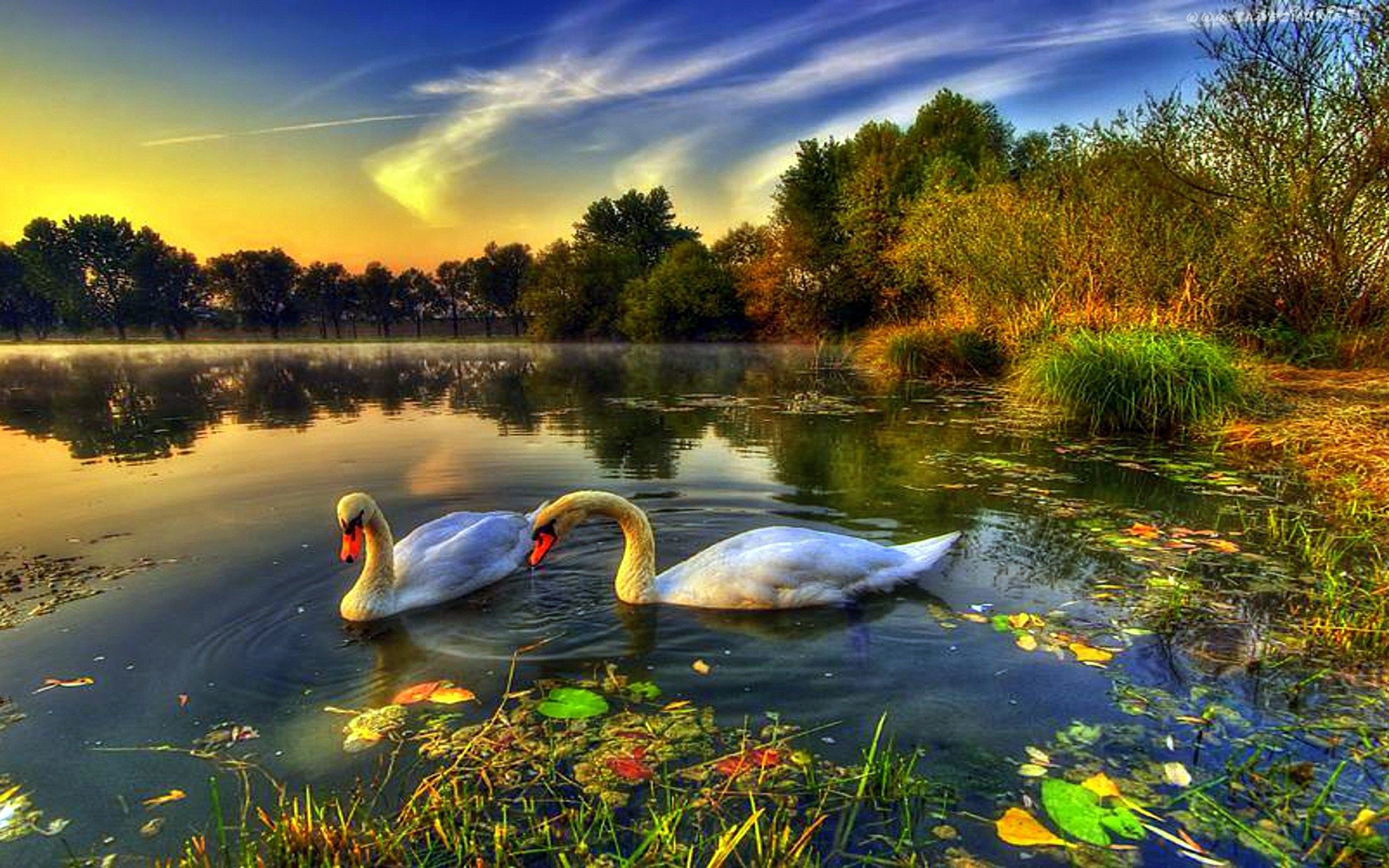 Новый день с господом. Лебеди на озере. Красивая природа с лебедями. Анимация природа. Природа озеро лебеди.