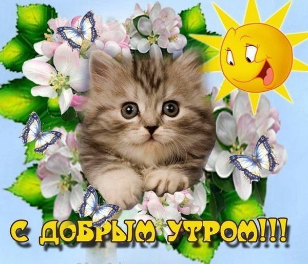 Открытки с добрым утром с котиками