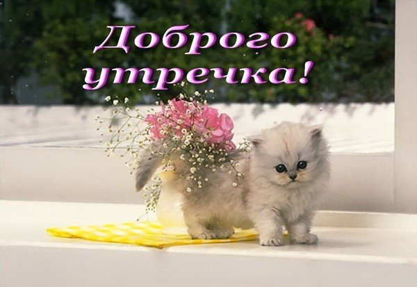 Котенок желает доброго утра
