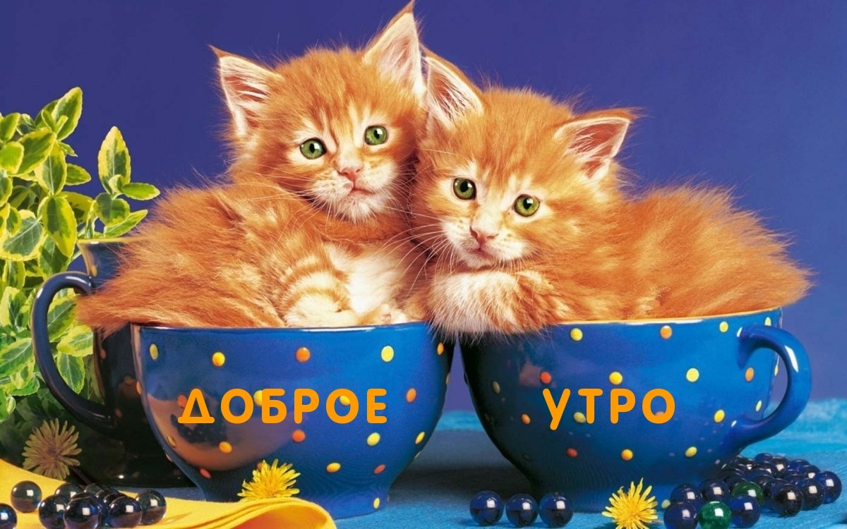 Рыжий котенок в чашке