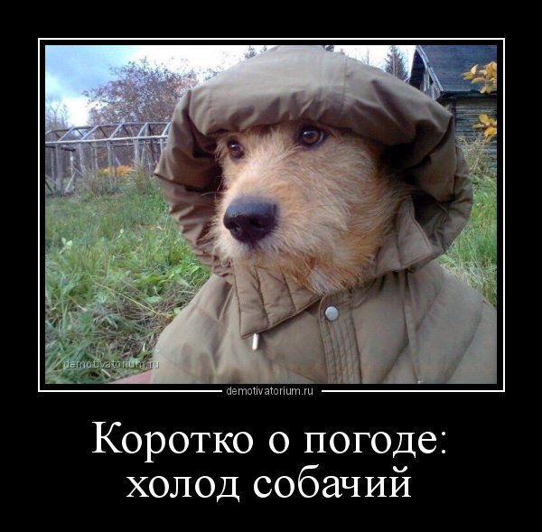 Холод собачий картинки