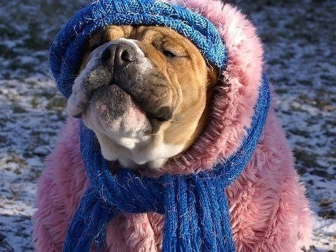 Собаке холодно