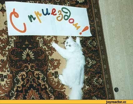 Открытка с прилетом