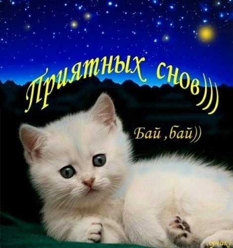 Спокойной ночи котик мой