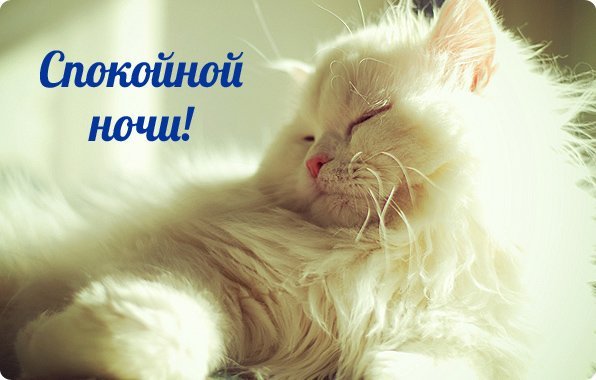 Пожелания спокойной ночи с животными