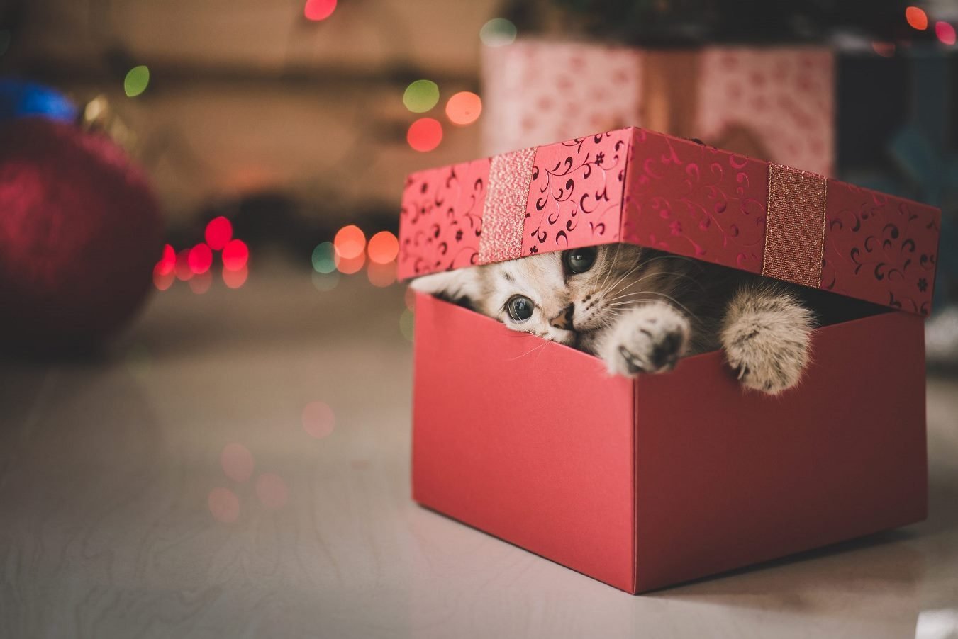 Котенок в подарочной коробке