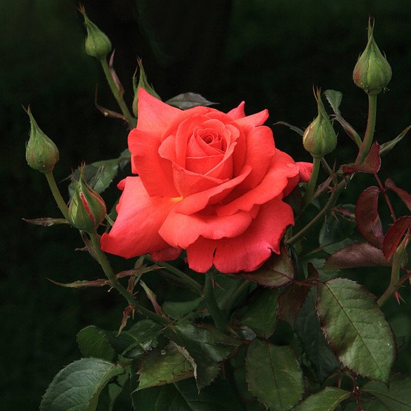 Розочка спасибо