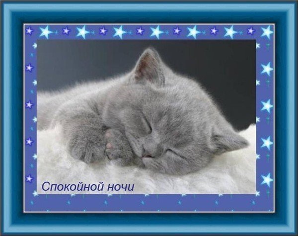 Котенок желает спокойной ночи
