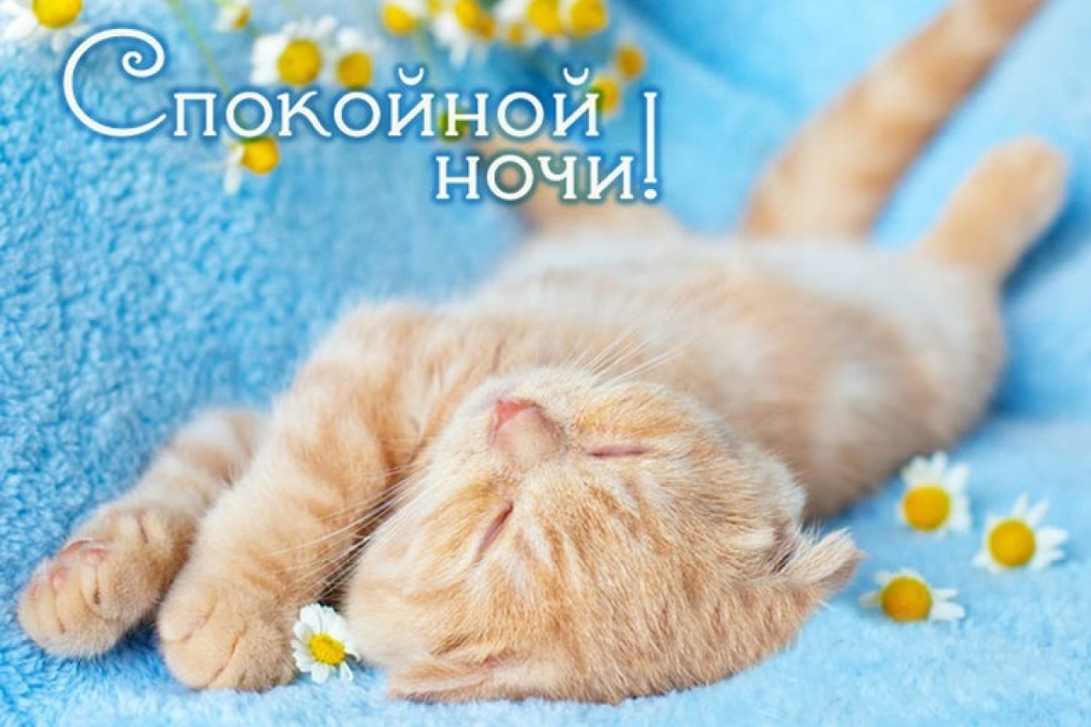 Картинки спокойно сладких. Котенок. Спокойной ночи!. Спокойной ночи котик. Сладких снов котик. Сладких снов отдыхай.