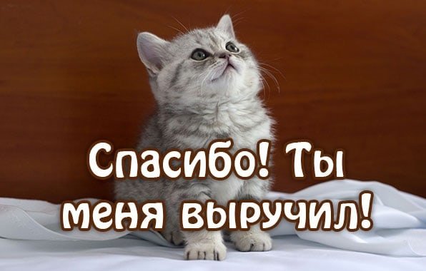 Спасибо вам огромное