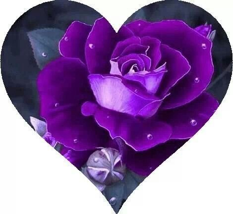 Сердечки фиолетовые розы
