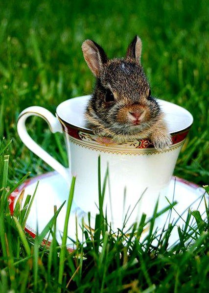 Доброе утро кролик