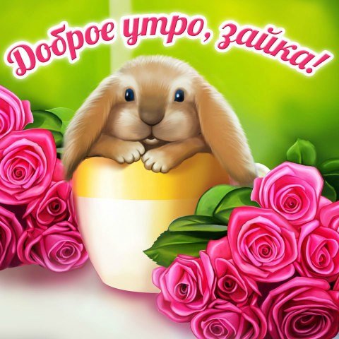 Доброе утро Зайка
