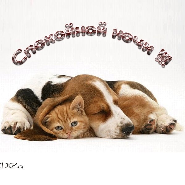 Доброй ночи собачки