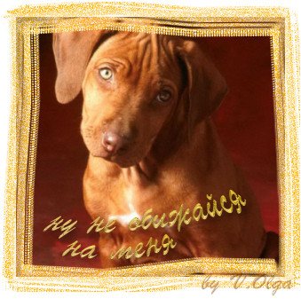 Открытка не обижайся на меня