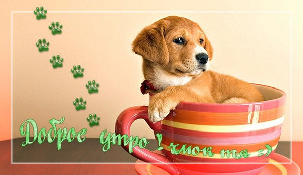 С добрым утром щенки