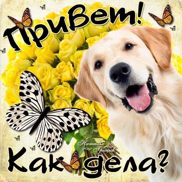 Доброе утро лабрадор