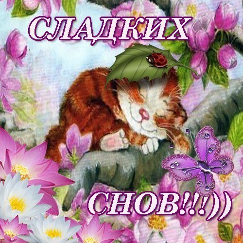 Спокойной ночи сладких снов