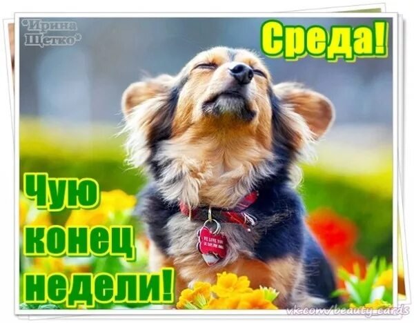 Хорошей среды отличного настроения прико