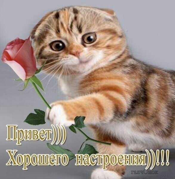 Открытки для поднятия настроения девушке