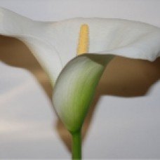 Кала ХРИСТУГЕННА