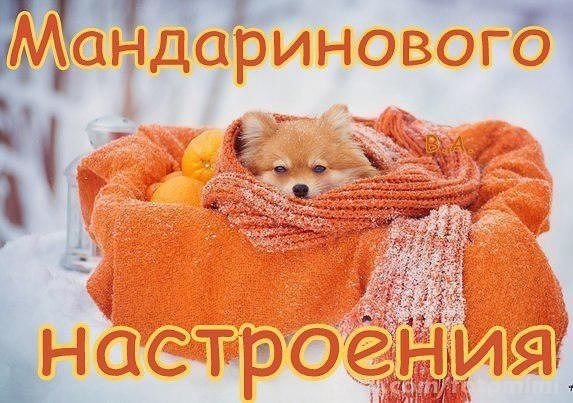 Скоро новый год мандарины