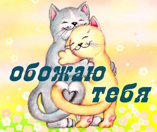 Люблю тебя котик