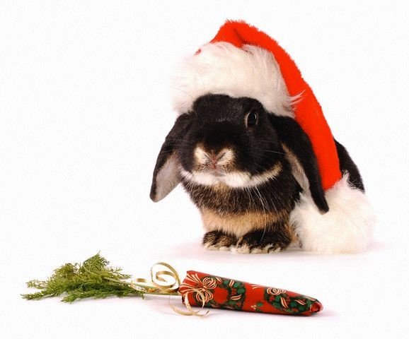 Открытки с новым годом 2023 кролика