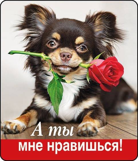 Ты мне нравишься красивые картинки