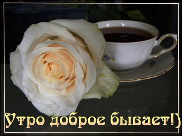 Дробрае утра сбелыби розами