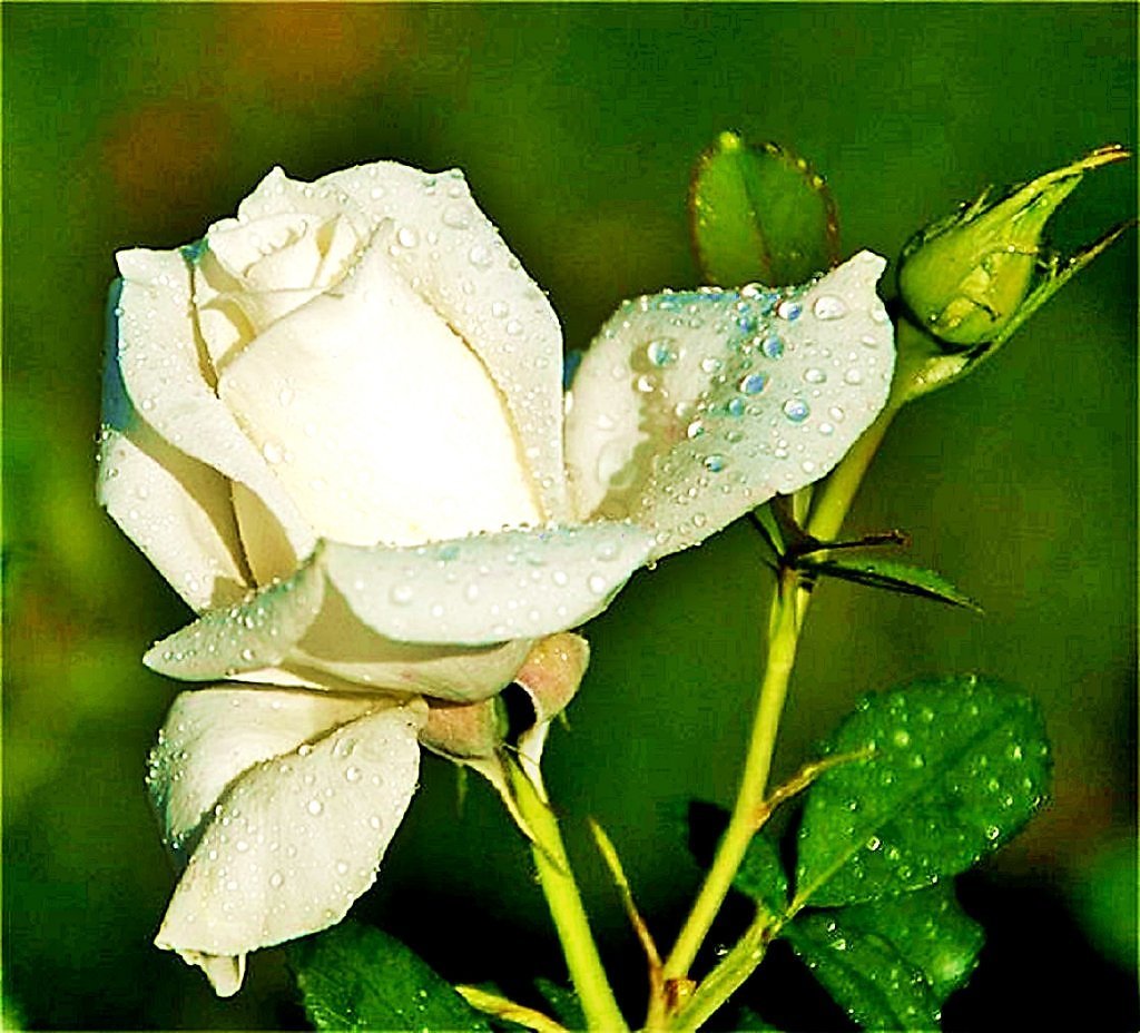 Белые розы в росе