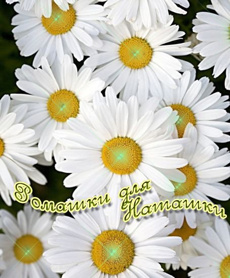 Открытки ромашечки для Наташечки