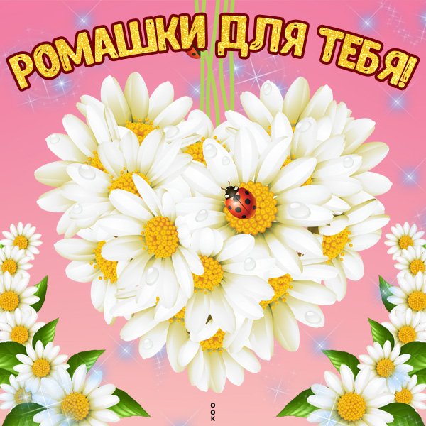 Открытки ромашки для очаровашки