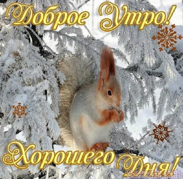 С добрым утром зима животные
