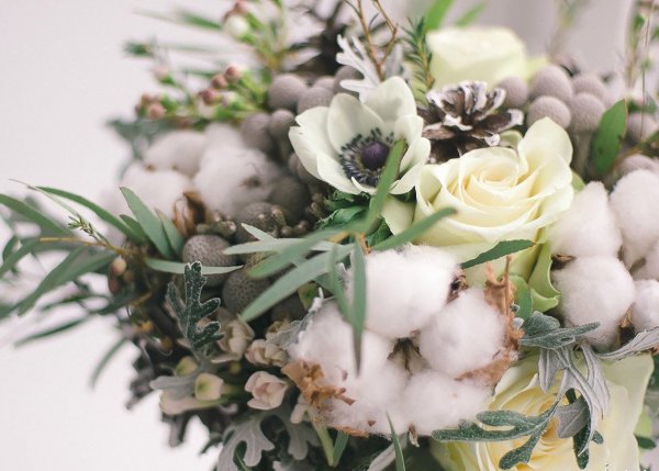 Бруния шишки